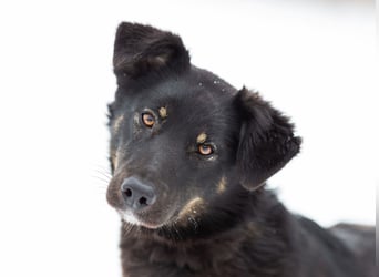 Border Collie Mischling Chunja sucht ein Zuhause