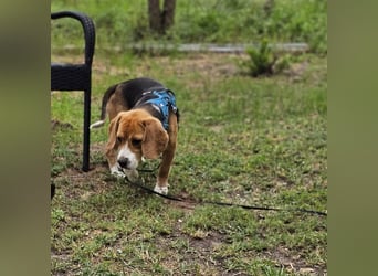 Leano sucht ein Beagle erfahrenes Heim
