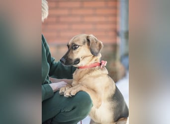 Manja - sanfte Hundeseele sucht liebevolle Familie zum Ankommen!