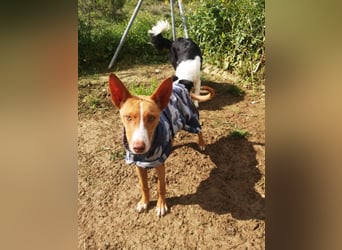 Casper, freundlich und verspielt