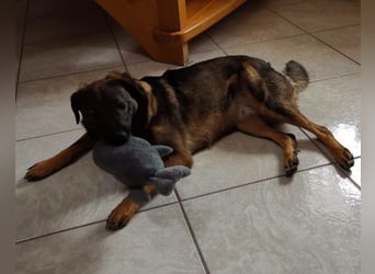 Saga ❤️ wartet in 88161 Lindenberg