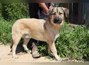 Lovis, Mix Labrador / Rafeiro Alentejano