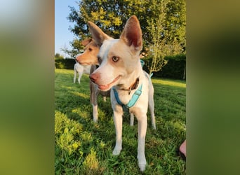 Rubio ein kleiner Schatz sucht ein neues Heim