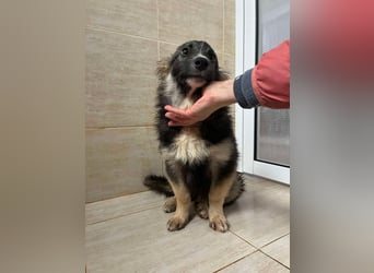 Bear - einfach alleine an der Straße ausgesetzt sucht jetzt ein Zuhause
