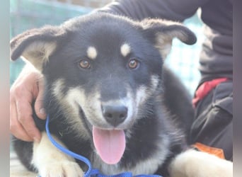 Husky-Mix-Rüde ♥Khan♥ fit, freundlich + klug