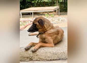 Huhu, charmante RONJA hofft auf ein liebevolles Zuhause