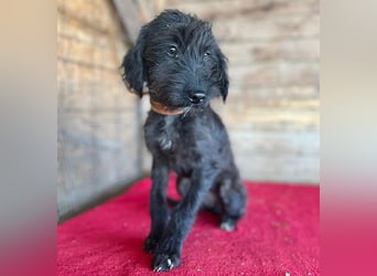 ❤️ süße kleine LEA - 6 Monate, 32cm/5,5kg - Schnauzer-Mix