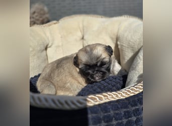 Mops Welpen  ( Altdeutsche )