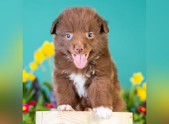 Kleinbleibende Miniature Australian Shepherd Welpen