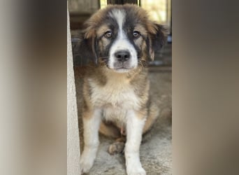 Kroos, geb. ca. 03/2024, lebt in GRIECHENLAND, im städt. Tierheim Serres