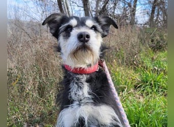 Schnauzer-Mix ♥Milo♥ ein Herzens-Hund