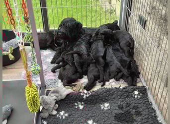 Riesenschnauzer schwarz Mrs. Gelb & Mr. Weiß