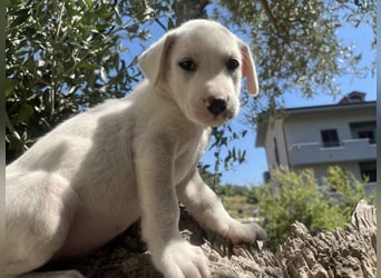 Rocky – und jetzt in die Familienhundeschule starten…….
