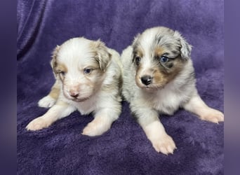 Australian Shepherd Welpen (ASCA)