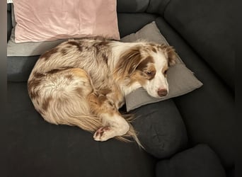 Liebenswerter Familienhund Maex sucht neues Zuhause