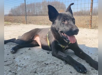 ENA❤️ruhige, gehorsame und menschenbezogene Kuschelperle