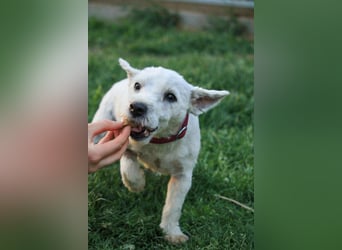 **RESERVIERT** Egres-PP, kleine Westie-Lady wünscht sich schönes Zuhause