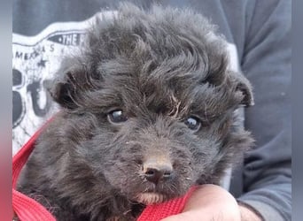 GORDI❤️liebes, verschmustes kroat. Schäferhund-Mix-Mädel