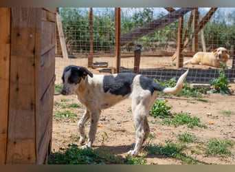 Coco - Pointer-mix sucht liebevolles Zuhause