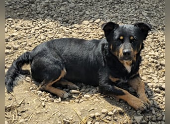 Kleiner FIDO sucht sein Zuhause!