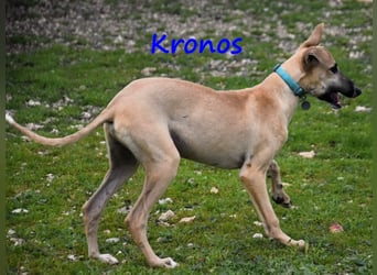 Kronos 07/2024 (ESP) - neugieriger und sanfter, zuckersüßer Galgo Welpe!