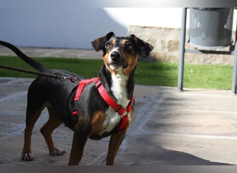 Fröhliche, niedliche SASA sucht ihr Körbchen! Lieb, verspielt,  voller positiver Energie