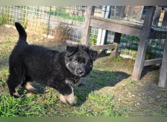 Schäferhundwelpen aus TOP Verpaarung mit roten SV Papieren