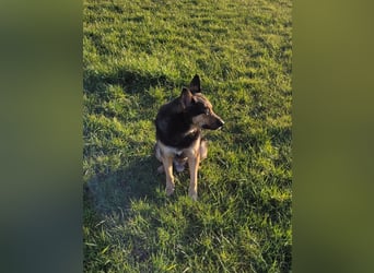 Schäferhundmischling Bono