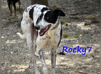 Rocky7 02/2023 (ESP) - sozialer, freundlicher und verschmuster Galgo!