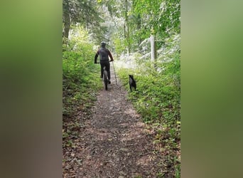 August - Großes Herz sucht Familie für ein dauerhaftes Happy End! (78166 Donaueschingen)