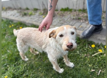 SANDY ❤️ ein liebevoller Gefährte, Pflegefamilie Elsdorf