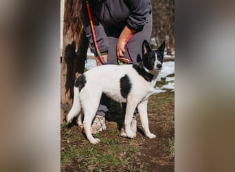 Die kleine Heidi sucht ein Zuhause