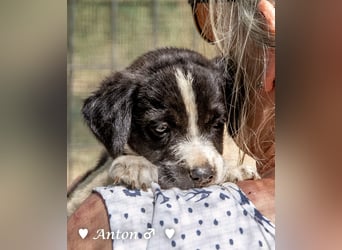Ada, Andrea, Annie, Anton, Albert und Argos  suchen ab Mitte November ein Zuhause