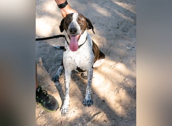 Casimo, Mix Labrador / Pointer, lieb und sozial