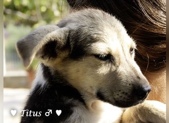 Teddy und seine Geschwister suchen ab September ein Zuhause