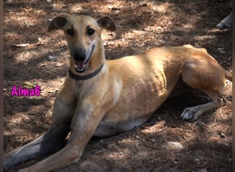 Alma6 geb. 05/2023 (ESP) - freundliche und verschmuste, zierliche Galga!
