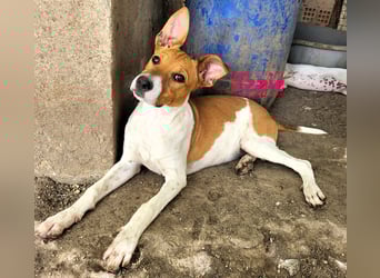 Izzie geb. 02/2025 (ESP) - aufgeschlossene, clevere Bodeguero-Mix Welpin!