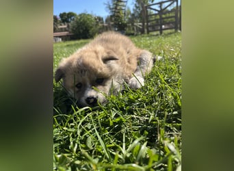 Akita Inu Welpen