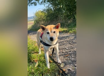 Kokette 3/4 Shiba Inu 1/4 Beagle Hündin Aiko (1,8 Jahre alt)