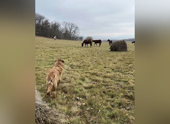 Grizzly sucht noch sein Zuhause