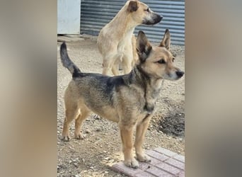 Notfall Leon-6 Jahre imTierheim