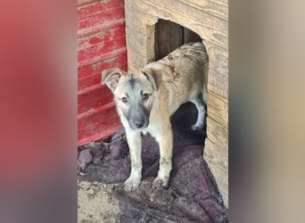 Wastl, 1 1/3 jähriger  Bub,  mittelgroß, verspielt, offen, neugierig, Flausen im Kopf