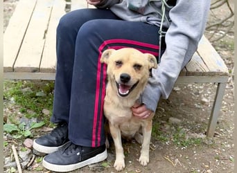 Freundliche INESSA sucht Zuhause zum kuscheln