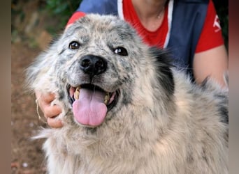 Jereld - Hund mit Sommersprossen sucht seine Familie