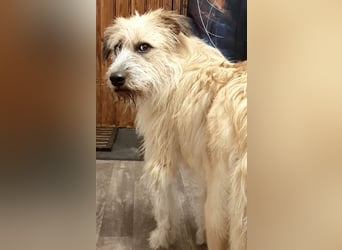 EDDI 3 J., kastr., ist auf der Suche nach seinen Herzensmenschen