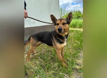 Mancs, geboren 22.04.2022, 56cm sucht seine Menschen