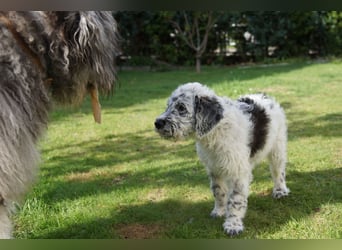 Bergamasker Barbet Mix Doodle Bergamasco Franz. Wasserhund Bergadoodle für Allergiker nicht haarend