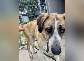 Ruhiger und gelassener Junghund WILLY (2 Jahre) sucht eine Familie