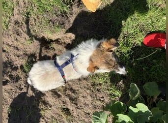 Valeria, kleine Herzensbrecherin sucht ihr Zuhause