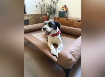 Süße Daisy sucht ihr eigenes Körbchen